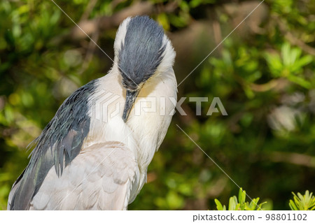 Close up shot of Black-crowned Night Heron 98801102
