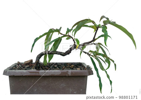 Small willow leaf ficus, planted as raw material for making bonsai. Small willow leaf ficus, planted as raw material for making bonsai. 98801171