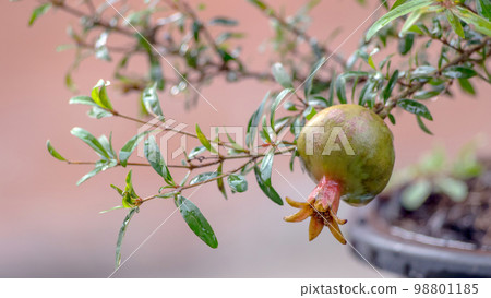 Dwarf Pomegranate Latin name punica granatum Nana on tree Dwarf Pomegranate Latin name punica granatum Nana on tree 98801185