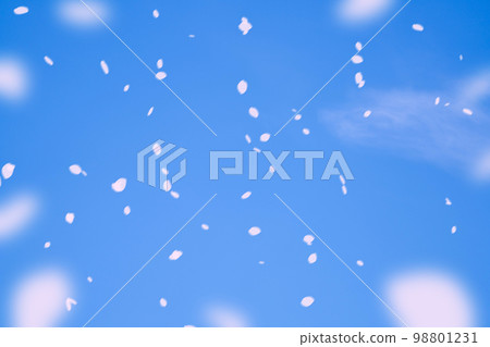 [Sakurafubuki Material] Sakurafubuki dancing in the blue sky [Nagano Prefecture] 98801231