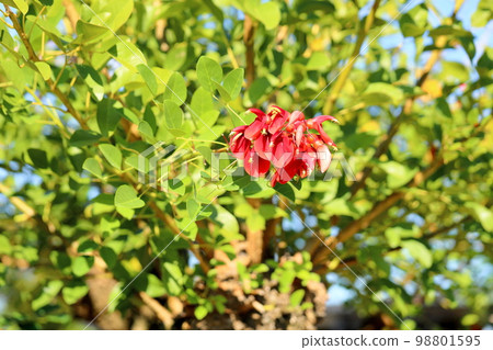 Deigo的美國花 98801595