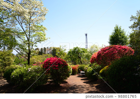 We went to Okanbara Azalea #34 We went to Okanbara Azalea #34 98801765