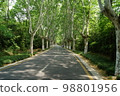 夏天的林間小路 98801956