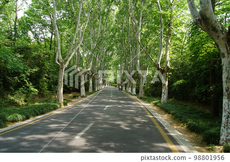 夏天的林間小路 夏天的林間小路 98801956