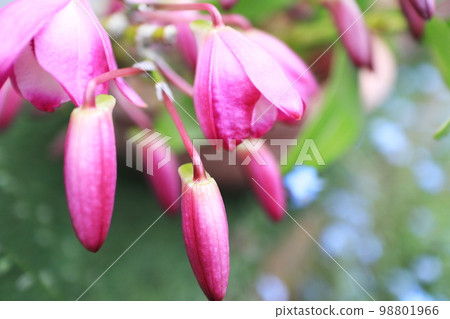 Close-up of dendrobium buds 98801966