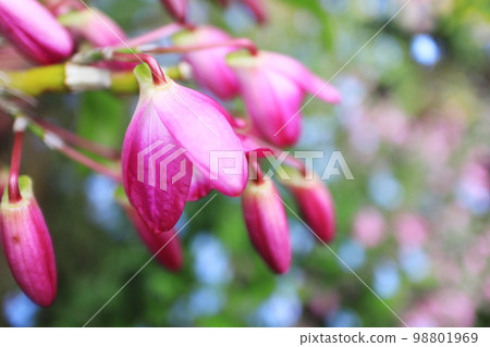 Beautiful dendrobium up 98801969