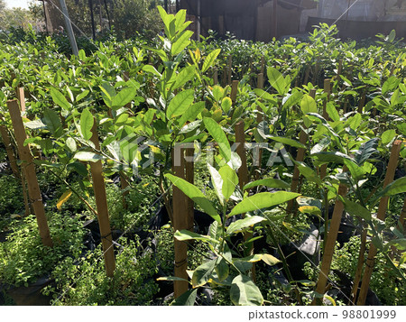 Etrog citrus tree seedlings 98801999