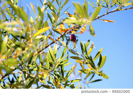 Colored olive fruit 98802000