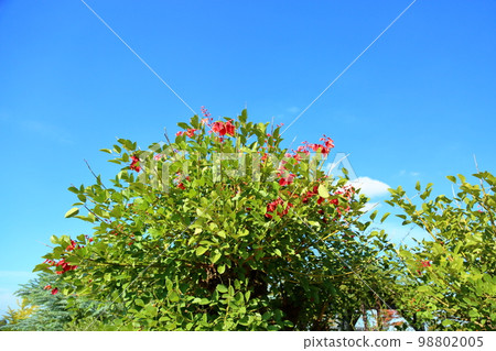 Deigo的美國花 Deigo的美國花 98802005