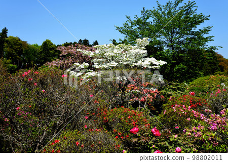 We went to Okanbara Azalea #42 98802011