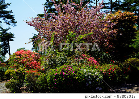 We went to Okanbara Azalea #43 98802012