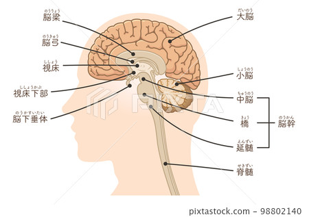 Illustration of brain, cerebrum, spinal cord, brainstem, cerebellum Illustration of brain, cerebrum, spinal cord, brainstem, cerebellum 98802140