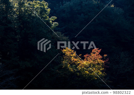 鐮北湖和藍天下的秋葉 98802322