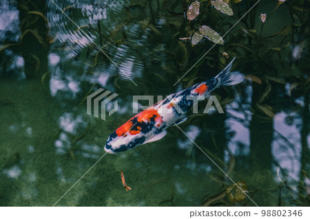 Nishikigoi swimming in the pond 98802346