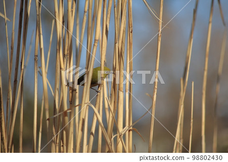 Reed field and white-eye Reed field and white-eye 98802430