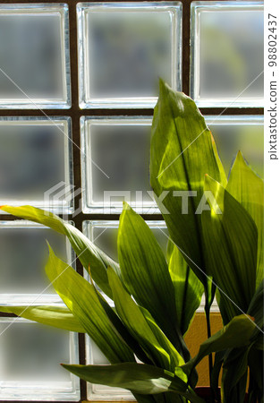 Aspidistra elatior Aspidistra elatior 98802437