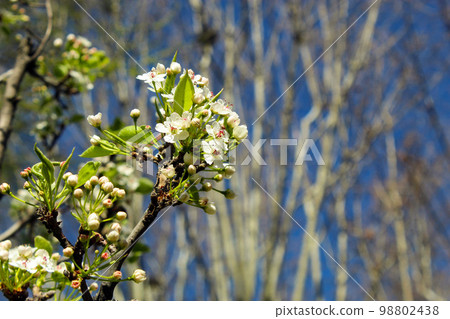Chinese pear Chinese pear 98802438
