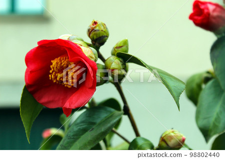 Japanese camellia Japanese camellia 98802440