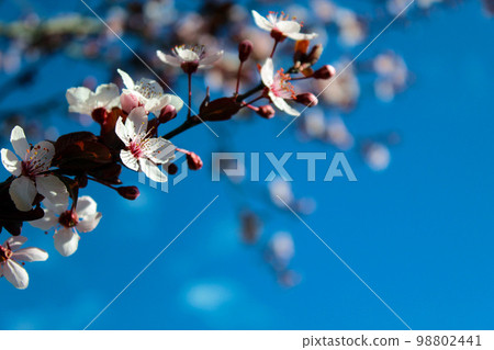Japanese cherries blossom time Japanese cherries blossom time 98802441