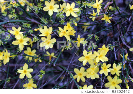 Jasminum nudiflorum (Winter Jasmine) 98802442