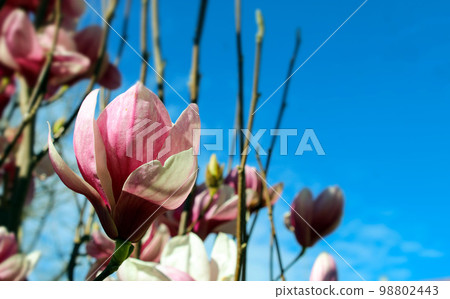 magnolia blossoms on a tree 98802443
