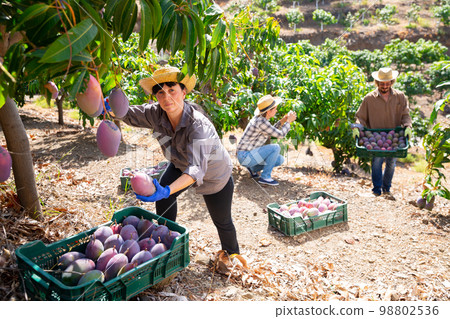 Skilled female gardener harvesting mango fruits in orchard Skilled female gardener harvesting mango fruits in orchard 98802536