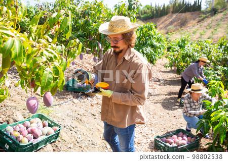 Farmer measure mango sweetness with refractometer Farmer measure mango sweetness with refractometer 98802538