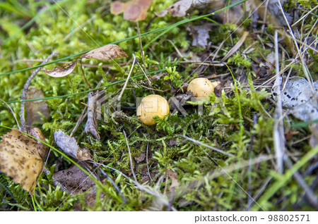 Close up of wavy fresh golden chanterelles in moss wood dirt in forest vegetation. Group of yellow cap edible mushrooms growing among trees in Sweden. Nature scenery of autumn ground, outdoor nature Close up of wavy fresh golden chanterelles in moss wood dirt in forest vegetation. Group of yellow cap edible mushrooms growing among trees in Sweden. Nature scenery of autumn ground, outdoor nature 98802571