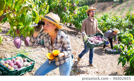 Woman checking the amount of sugar in mango fruit using refractometer Woman checking the amount of sugar in mango fruit using refractometer 98802603