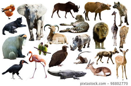 Birds, mammal and other animals of Africa isolated 98802770