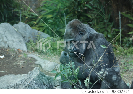 A family of strong and strong gorillas A family of strong and strong gorillas 98802795