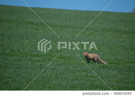 Kita fox in grassland Kita fox in grassland 98803095