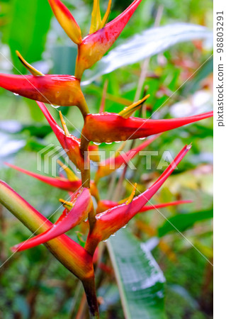 熱帶植物 Herconia (Heliconia) 鸚鵡屬 98803291