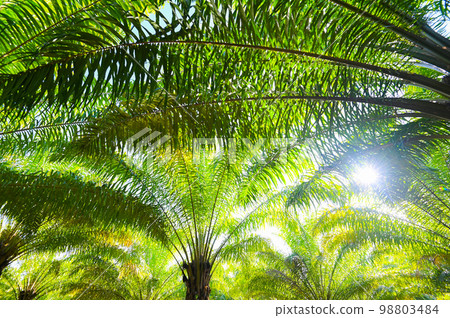 Palm tree in the palm garden with beautiful palm leaves nature and sunlight morning sun, palm oil plantation growing up farming for agriculture, Asia 98803484