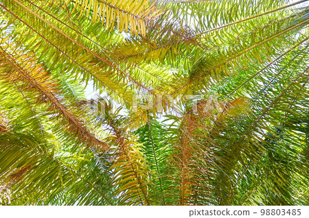Palm leaves from palm tree in the palm garden with beautiful nature and sunlight morning sun, palm oil plantation growing up farming for agriculture - bottom view 98803485