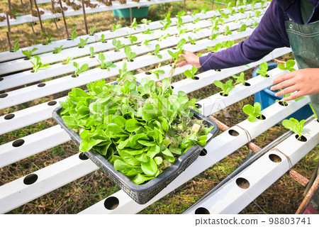 hydroponic planting in the hydroponic vegetables system on hydroponic farms green cos lettuce growing in the garden, gardener hydroponic plants on water without soil agriculture organic grow plants 98803741
