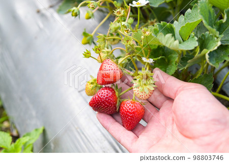 strawberry plant farm, fresh ripe strawberry field for harvest strawberries picking on hand in the garden fruit collected strawberry in summer 98803746