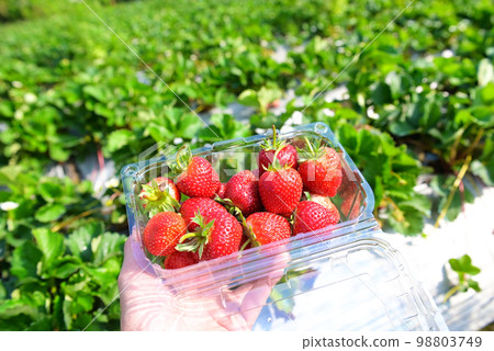 strawberry plant farm, fresh ripe strawberry field for harvest strawberries picking on plastic box in the garden fruit collected strawberry in summer 98803749