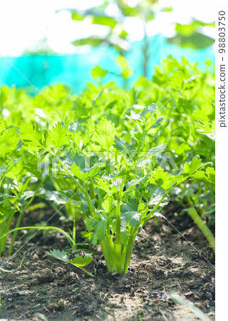 Celery leaf vegetable farm soil vegetable garden, organic vegetable gardening with fresh vegetable celery leaf planting , in the greenhouse garden eco friendly gardening nature plant 98803750
