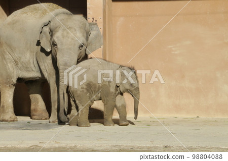 Asian elephants with good friends 98804088