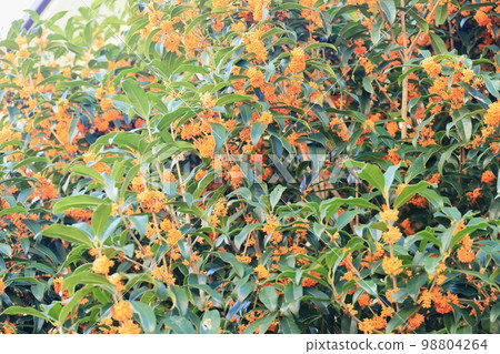 Kinmokusei花 98804264