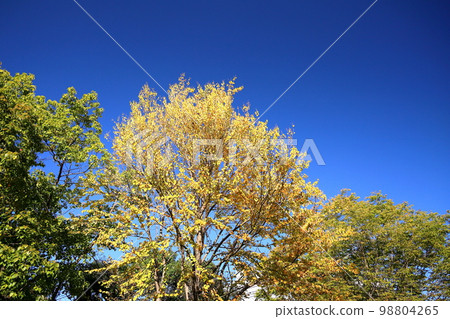 鮮豔的黃色桂葉 98804265