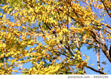 鮮豔的黃色桂葉 98804266