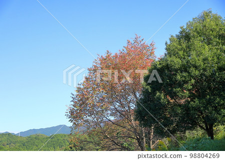 vivid autumn leaves cherry blossom leaves vivid autumn leaves cherry blossom leaves 98804269