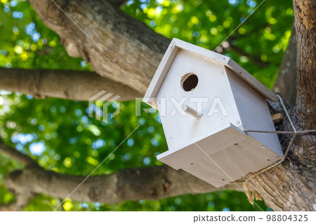 Wild bird's nest box, image of nature 98804325