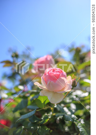 玫瑰花朵戶外拍攝 玫瑰花朵戶外拍攝 98804328