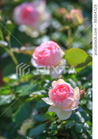 玫瑰花朵戶外拍攝 玫瑰花朵戶外拍攝 98804329