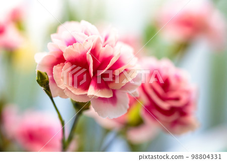 Carnation flower Carnation flower 98804331