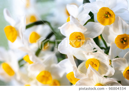 水仙花早春意象 水仙花早春意象 98804334