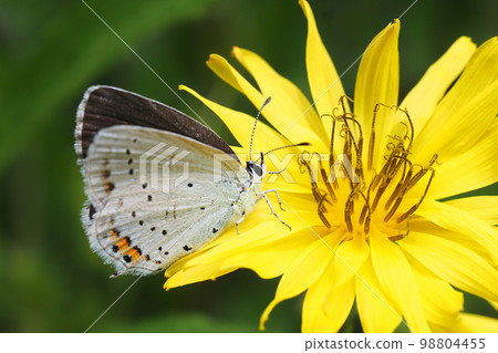 Swallowfish 98804455